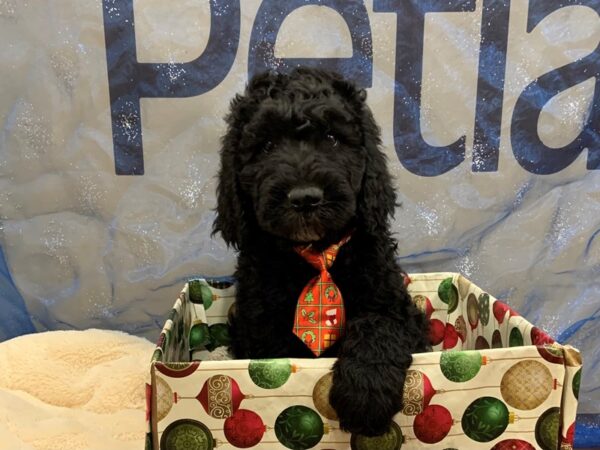 Goldendoodle 2nd Generation DOG Male Black 12440 Petland Batavia, Illinois