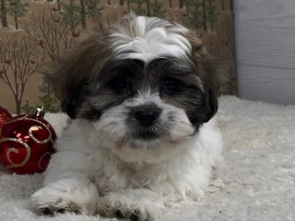 Teddy Bear DOG Female Sable and White 20342 Petland Batavia, Illinois