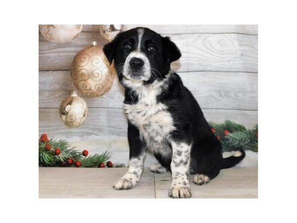 English Shepherd/Border Collie DOG Female Black / White 20341 Petland Batavia, Illinois