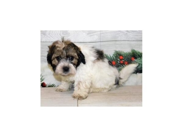 Teddy Bear-DOG-Male-White / Gold-20340-Petland Batavia, Illinois