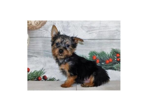 Silky Terrier-DOG-Male-Black / Tan-20339-Petland Batavia, Illinois