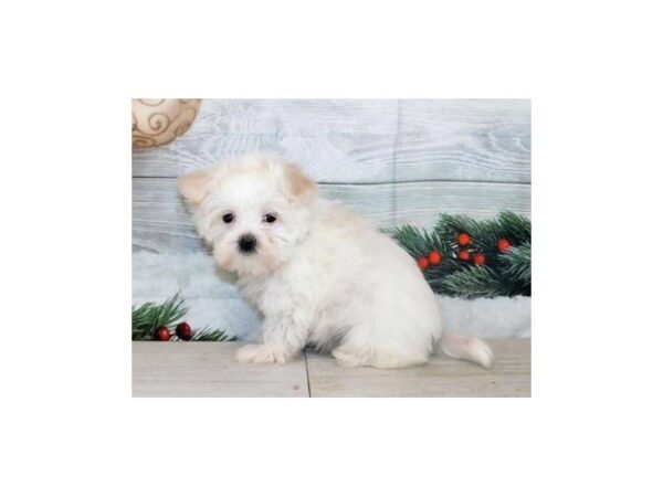 Maltese DOG Female White 20336 Petland Batavia, Illinois