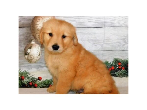 Golden Retriever DOG Male Golden 20335 Petland Batavia, Illinois