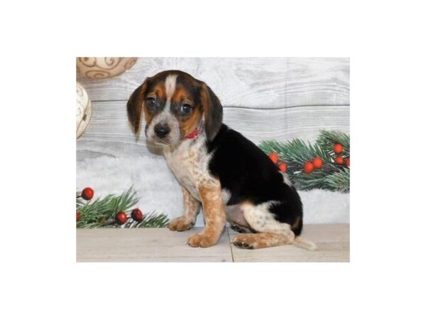 Beagle DOG Female Black White / Tan 20330 Petland Batavia, Illinois