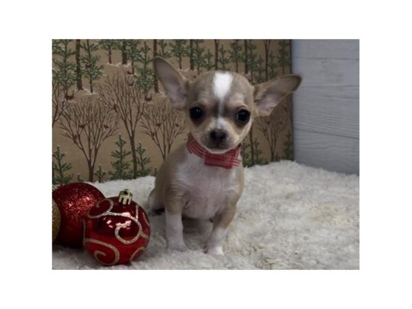Chihuahua DOG Female Fawn / White 20318 Petland Batavia, Illinois