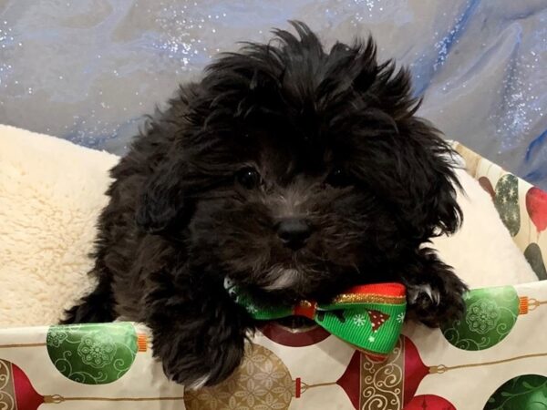 Shih Poo DOG Female Black 12461 Petland Batavia, Illinois