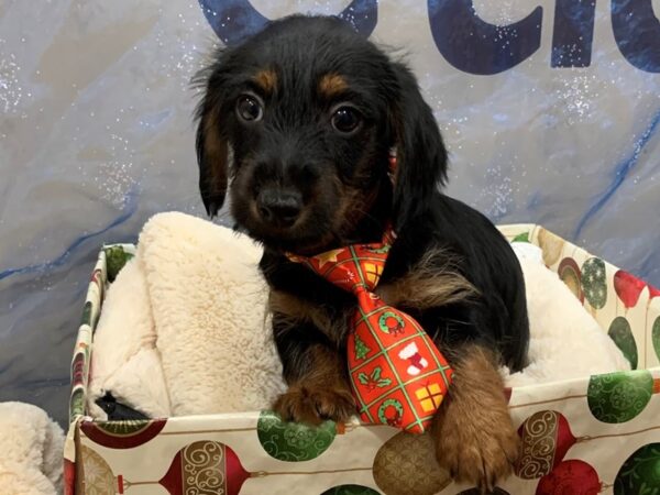 Dorkie-DOG-Male-Black and Tan-12459-Petland Batavia, Illinois