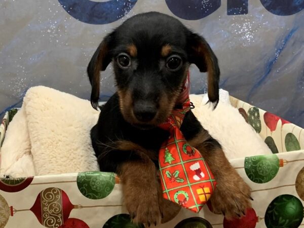 Dorkie-DOG-Male-Black and Tan-12458-Petland Batavia, Illinois