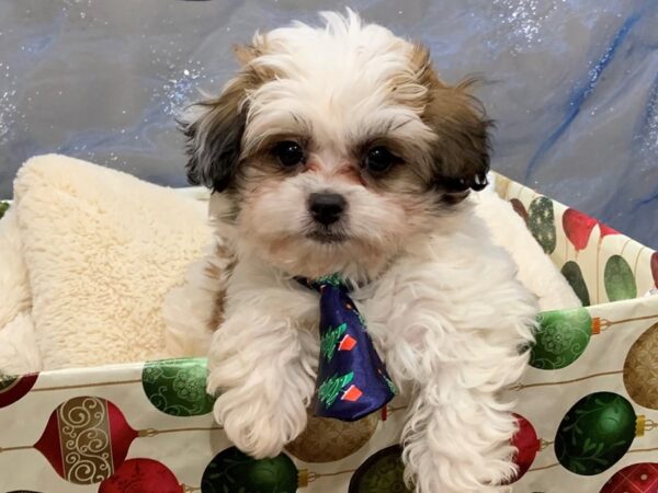 Shih Poo DOG Male Gold / White 12460 Petland Batavia, Illinois