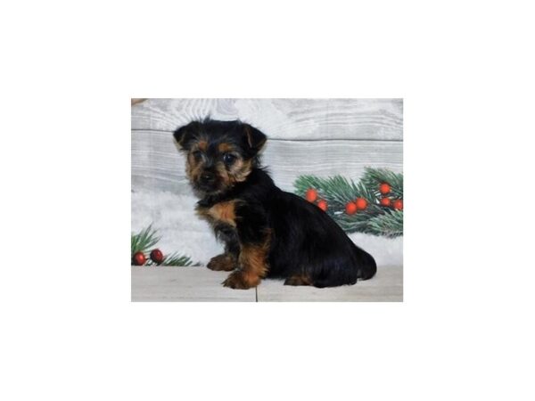 Yorkshire Terrier DOG Female Black / Tan 12452 Petland Batavia, Illinois