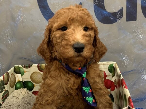 Goldendoodle 2nd Generation DOG Male Red 12444 Petland Batavia, Illinois