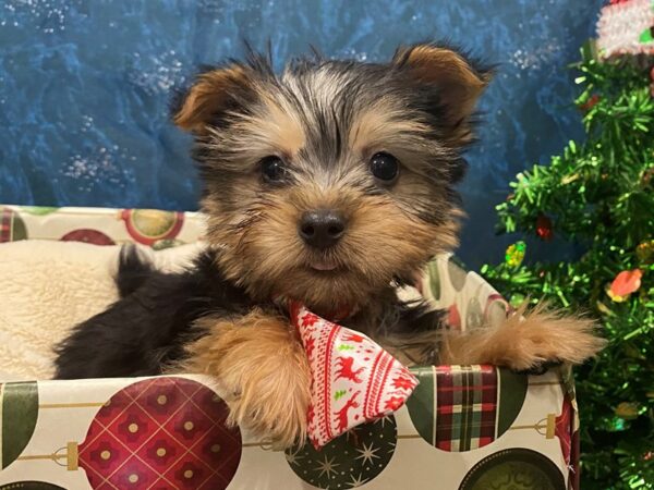 Silky Terrier DOG Male Black / Tan 12433 Petland Batavia, Illinois