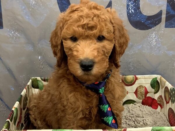 Goldendoodle 2nd Generation DOG Male Red 12443 Petland Batavia, Illinois