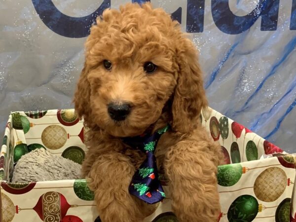 Goldendoodle 2nd Generation DOG Male Red 12442 Petland Batavia, Illinois