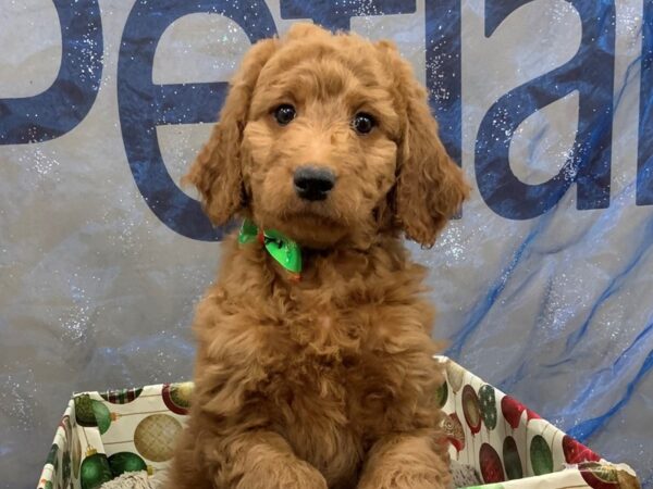 Goldendoodle 2nd Generation DOG Female Red 12441 Petland Batavia, Illinois