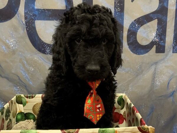 Goldendoodle 2nd Generation DOG Male Black 12439 Petland Batavia, Illinois