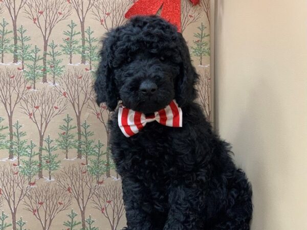 Goldendoodle 2nd Generation DOG Male Black 20349 Petland Batavia, Illinois