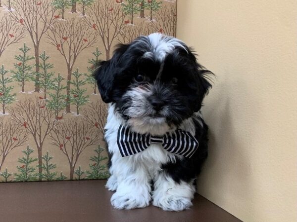 Teddy Bear-DOG-Male-Black and White-20343-Petland Batavia, Illinois