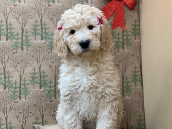 Goldendoodle 2nd Generation DOG Female Golden 20347 Petland Batavia, Illinois
