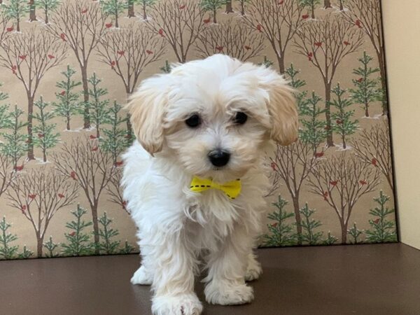 Maltese/Poodle DOG Male 20325 Petland Batavia, Illinois