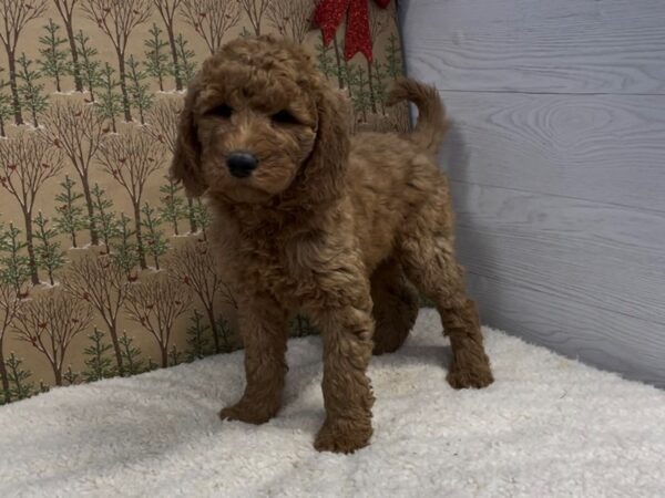 Goldendoodle 2nd Generation DOG Female Red 20344 Petland Batavia, Illinois