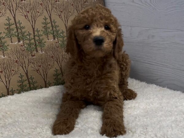 Goldendoodle 2nd Generation DOG Male Red 20346 Petland Batavia, Illinois