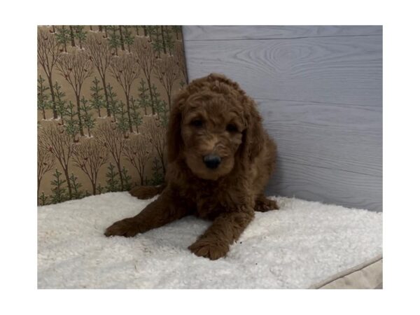 Goldendoodle 2nd Generation DOG Male Red 20345 Petland Batavia, Illinois