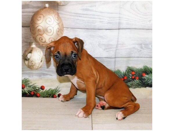 Boxer DOG Female Fawn / White 20367 Petland Batavia, Illinois