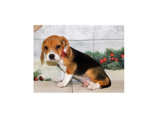 Beagle DOG Female Black 20366 Petland Batavia, Illinois