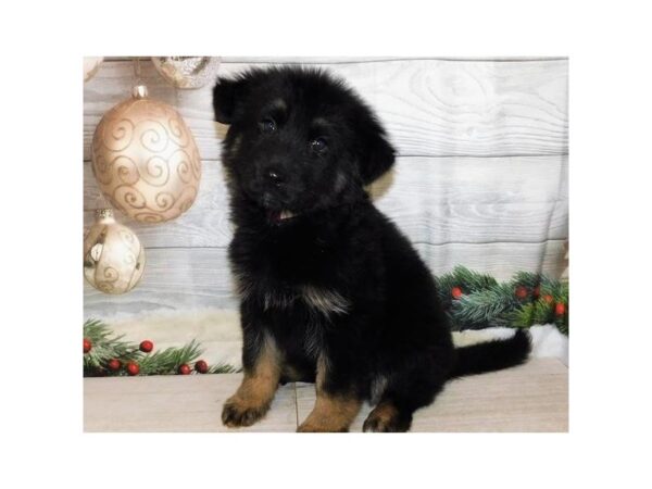 German Shepherd Dog DOG Female Black / Tan 20370 Petland Batavia, Illinois