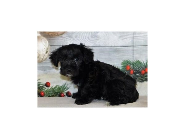 Yorkie Poo DOG Male Black Brindle 20372 Petland Batavia, Illinois