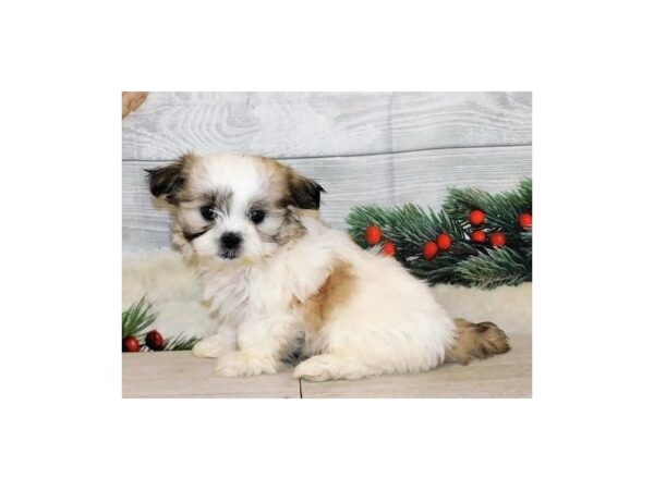 Mal Shi DOG Female Gold / White 20371 Petland Batavia, Illinois