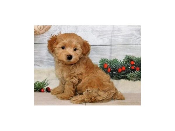 Poodle Toy-DOG-Male-Apricot-20369-Petland Batavia, Illinois