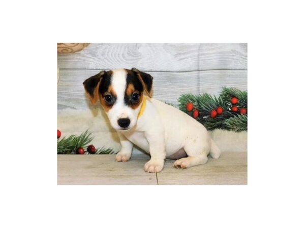 Jack Russell Terrier DOG Male Black White / Tan 20368 Petland Batavia, Illinois