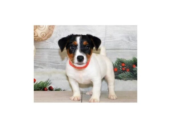 Jack Russell Terrier DOG Male Black 12483 Petland Batavia, Illinois