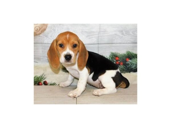 Beagle DOG Female Black 12480 Petland Batavia, Illinois