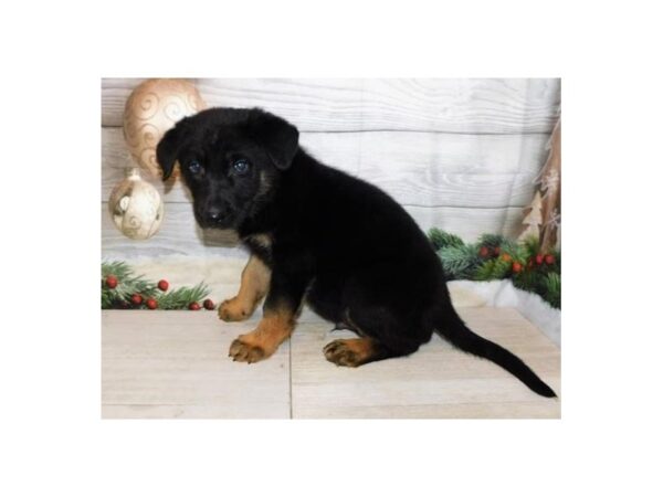 German Shepherd Dog DOG Male Black / Tan 12484 Petland Batavia, Illinois