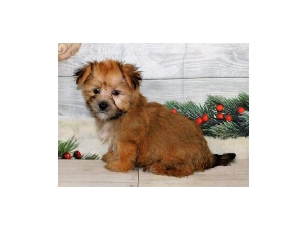 Morkie-DOG-Male-Gold-12485-Petland Batavia, Illinois