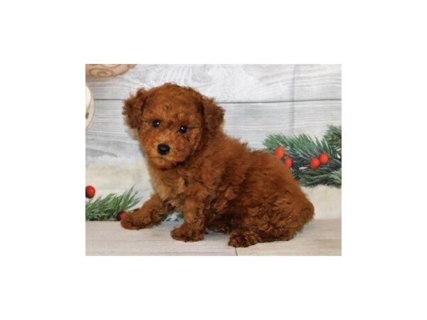 Poodle Toy DOG Male Red 12482 Petland Batavia, Illinois