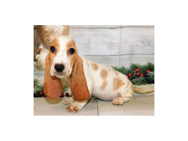 Basset Hound-DOG-Female-Lemon / White-12479-Petland Batavia, Illinois