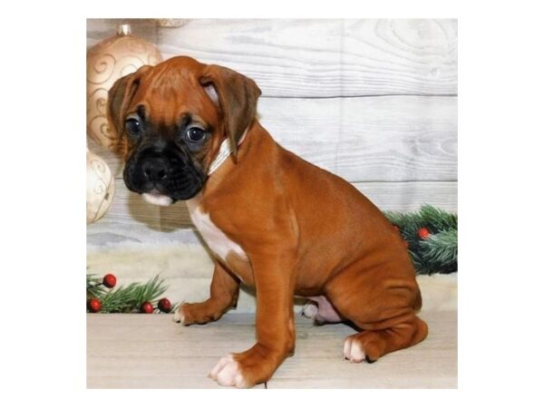 Boxer DOG Male Fawn / White 20616 Petland Batavia, Illinois