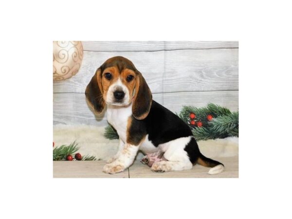 Beagle DOG Male Black 20615 Petland Batavia, Illinois