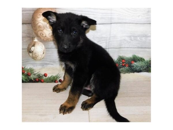 German Shepherd Dog-DOG-Male-Black / Tan-20618-Petland Batavia, Illinois