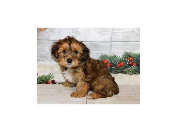 Yorkie Poo-DOG-Male-Gold-20620-Petland Batavia, Illinois