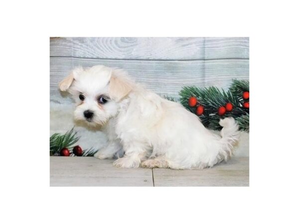 Mal Shi DOG Female White 20619 Petland Batavia, Illinois