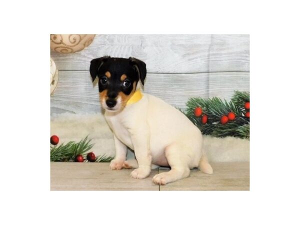 Jack Russell Terrier DOG Female Black White / Tan 20617 Petland Batavia, Illinois