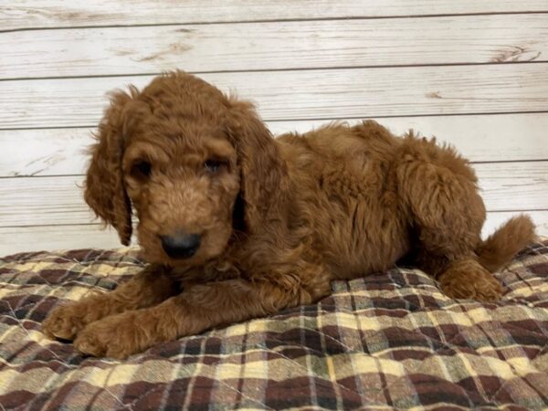 Goldendoodle 2nd Generation DOG Male Red 20633 Petland Batavia, Illinois