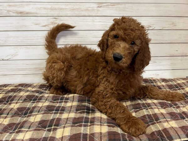 Goldendoodle 2nd Generation DOG Female Red 20631 Petland Batavia, Illinois