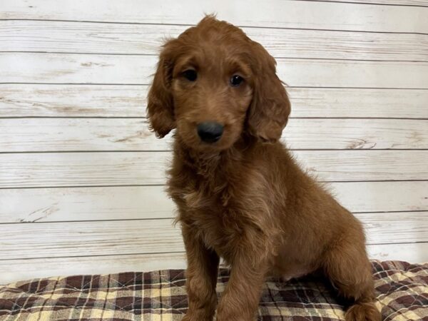 Goldendoodle 2nd Generation DOG Male Red 20630 Petland Batavia, Illinois