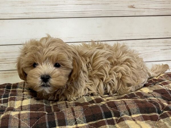 Shih Poo DOG Male Apricot 20629 Petland Batavia, Illinois